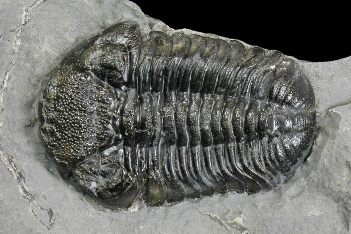 Bargain, Eldredgeops (Phacops) Trilobite - New York #136960